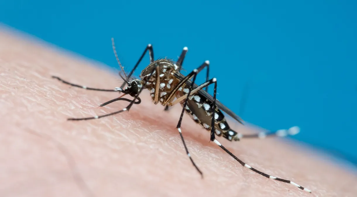 A prevenção contra o mosquito Aedes aegypti e o tratamento da dengue são fundamentais para combater essa doença viral.
