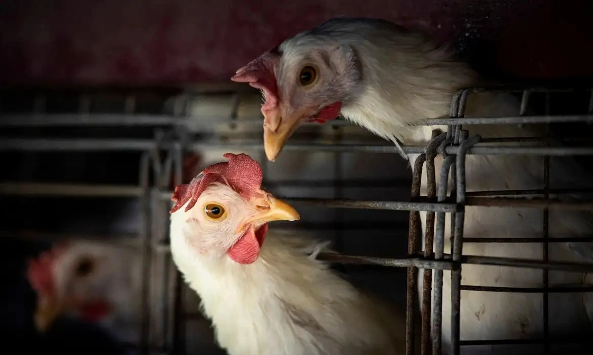A Secretaria de Saúde do Distrito Federal está monitorando oito pessoas que tiveram contato direto com uma ave silvestre infectada pelo vírus da gripe aviária (H5N1), encontrada no Zoológico de Brasilia