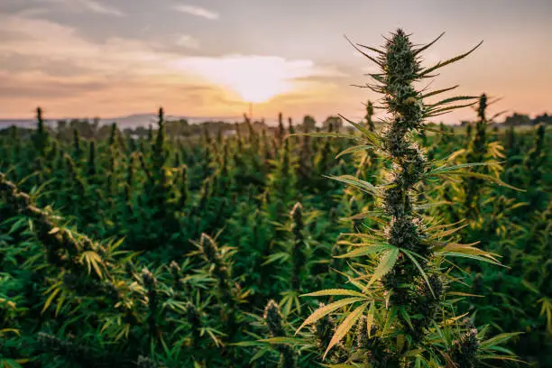 Um estudo publicado no respeitado periódico científico Heart revelou que o uso de cannabis pode aumentar significativamente os riscos cardíacos, superando até os efeitos da cocaína em alguns casos.