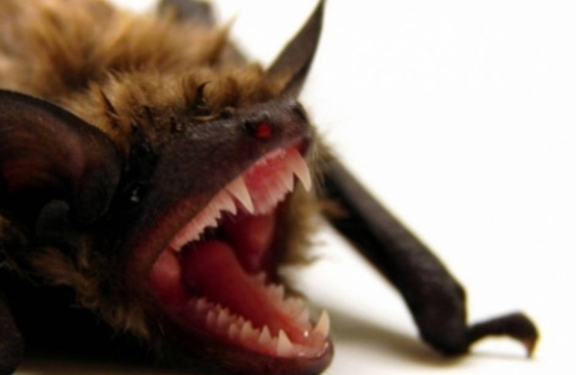 Um homem australiano na casa dos 50 anos morreu após ser infectado pelo Australian bat lyssavirus (ABLV), uma doença rara e fatal semelhante à raiva, transmitida por uma mordida de morcego, segundo informou nesta quinta-feira (3) o serviço de saúde de New South Wales (NSW).