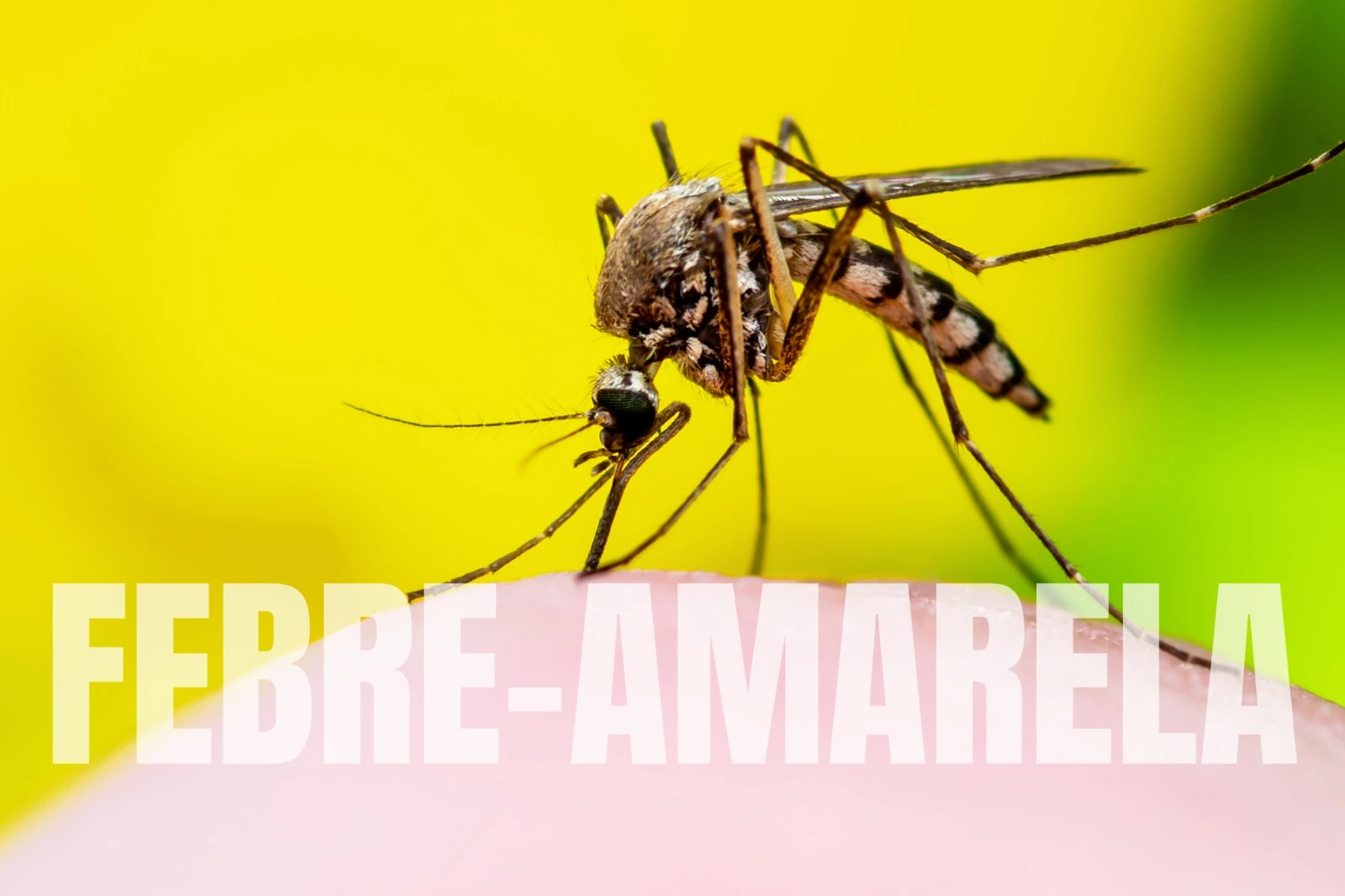 A Secretaria de Estado da Saúde de Goiás (SES-GO) confirmou a presença do vírus da febre-amarela em um macaco encontrado morto em Abadia de Goiás.