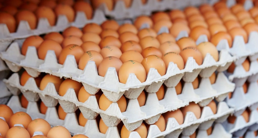 Segundo pesquisa do Cepea/Esalq-USP, o Brasil registrou pelo segundo mês consecutivo redução nas exportações de ovos, movimento puxado principalmente pelos Estados Unidos, que deixaram de ser os maiores compradores.