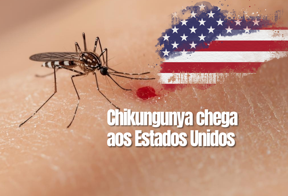 Mosquito Aedes albopictus em laboratório nos EUA; espécie voltou a transmitir o vírus chikungunya em 2025 após dez anos sem casos locais.