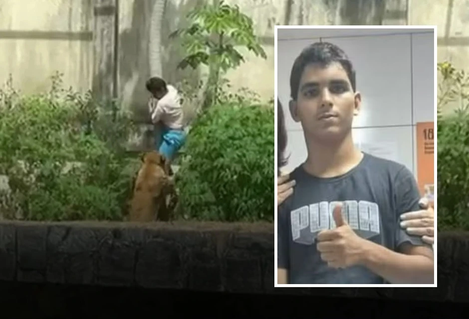 O jovem de 19 anos escalou um muro de seis metros, alcançou uma árvore e se aproximou de uma leoa na jaula, quando foi atacado. Ele tentou fugir fugir, mas não conseguiu escapar do animal: 