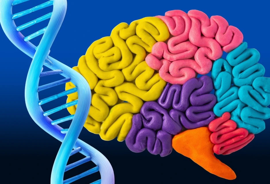 Um estudo publicado na Nature Mapeou mais de 1 milhão de pessoas e encontrou 5 padrões genéticos recorrentes em 14 transtornos psiquiátricos um possível motivo para tantos pacientes receberam mais de um diagnóstico.