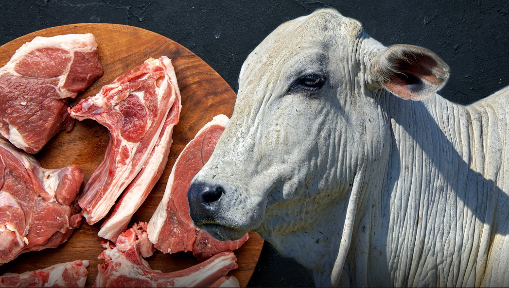 A partir de amanhã (quinta-feira, 1º.jan.2026), a China passa a aplicar tarifa adiconal de 55% sobre a carne bovina importada do Brasil quando os embarques ultrapassarem cotas anuais definidas por Pequim.