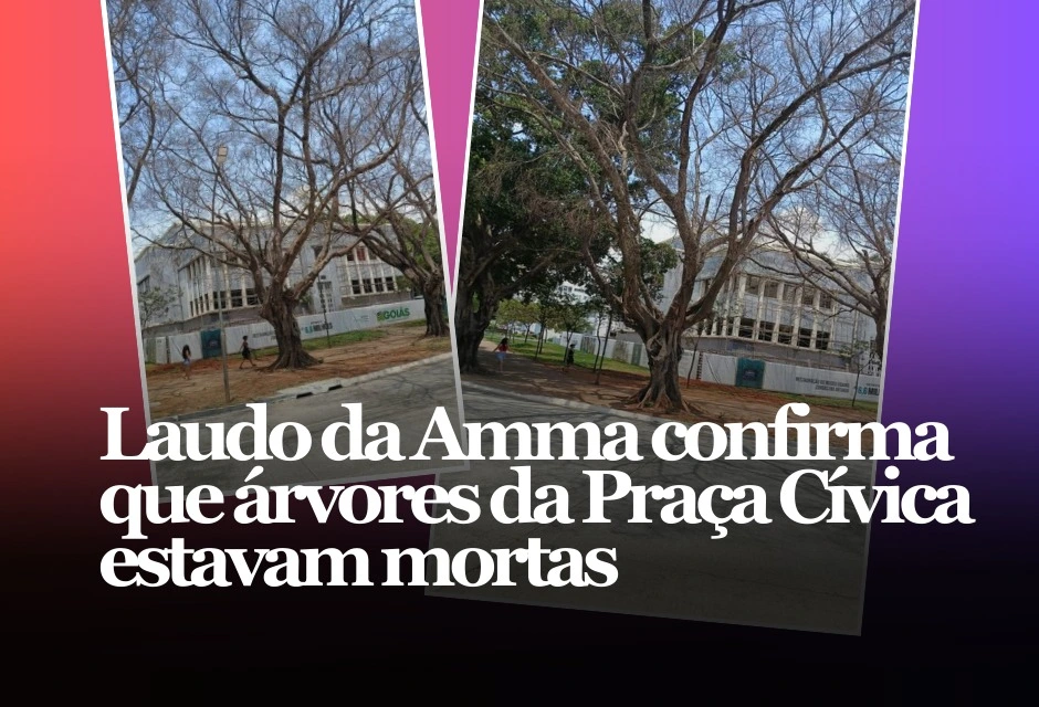 O laudo para a substituição das árvores Fícus foi requerido ainda em outubro de 2025, após a queda de um exemplar da mesma espécie sobre um ponto de ônibus no local. Na oportunidade, a Companhia detectou a existência de outras árvores secas, que apresentavam risco de queda.