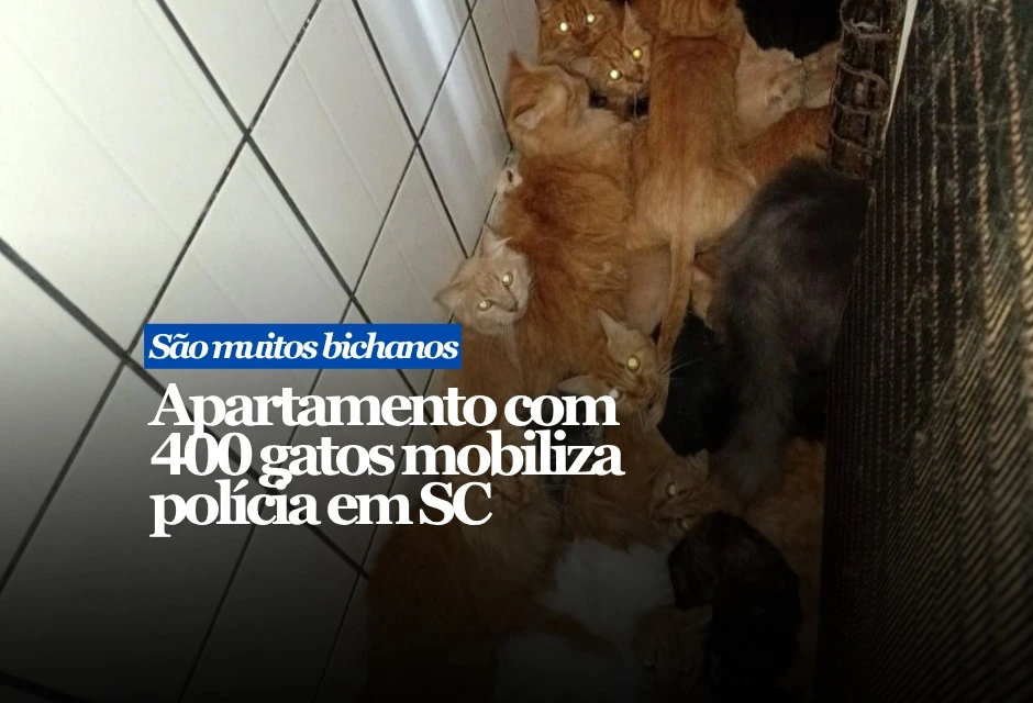 O Ministério Público de Santa Catarina entrou na Justiça contra a tutora de cerca de 400 gatos mantidos em um apartamento em Concórdia, no Oeste do estado.
