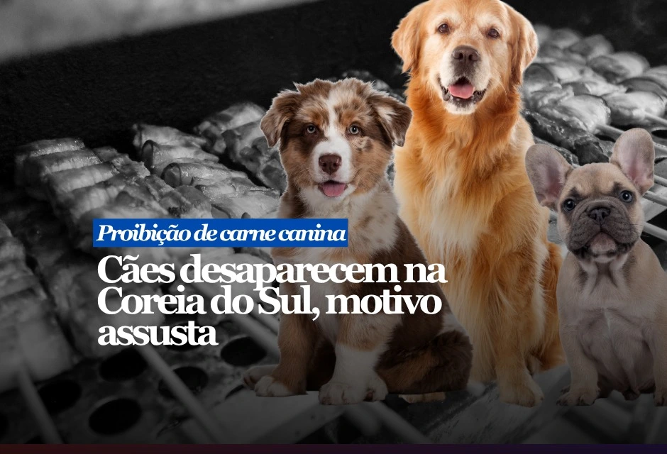 A Coreia do Sul se prepara para banir, a partir de fevereiro de 2027, a criação, o ab4te e a venda de cães para consumo humano. Antes de a lei entrar em vigor, milhares de animais deixaram fazendas e matadouros sem rastreamento público sobre o destino final.