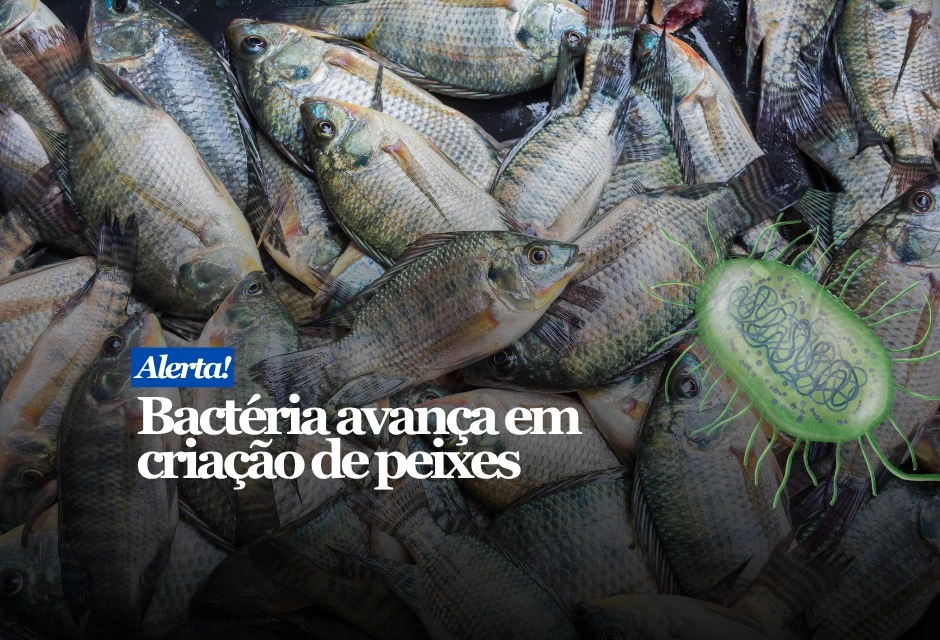 Pesquisadores identificaram diferentes espécies de Flavobacterium em tilápias e peixes nativos criados para alimentação. As amostras foram coletadas entre 2018 e 2024 em propriedades de São Paulo, Minas Gerais e Paraná.