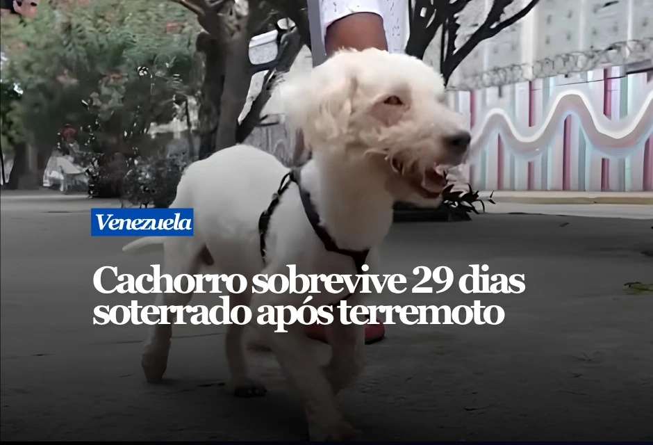Bailey sobreviveu quase um mês entre as ruínas de um prédio de 14 andares em Catia La Mar, uma das cidades mais atingidas pelos terremotos de 24 de junho na Venezuela. A cadela da raça poodle foi localizada durante a retirada dos escombros. Segundo os socorristas, o movimento de uma máquina permitiu perceber algo sob a estrutura.
