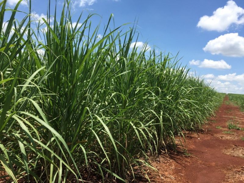 Chuvas atrasam moagem de cana e elevam preços do etanol em São Paulo