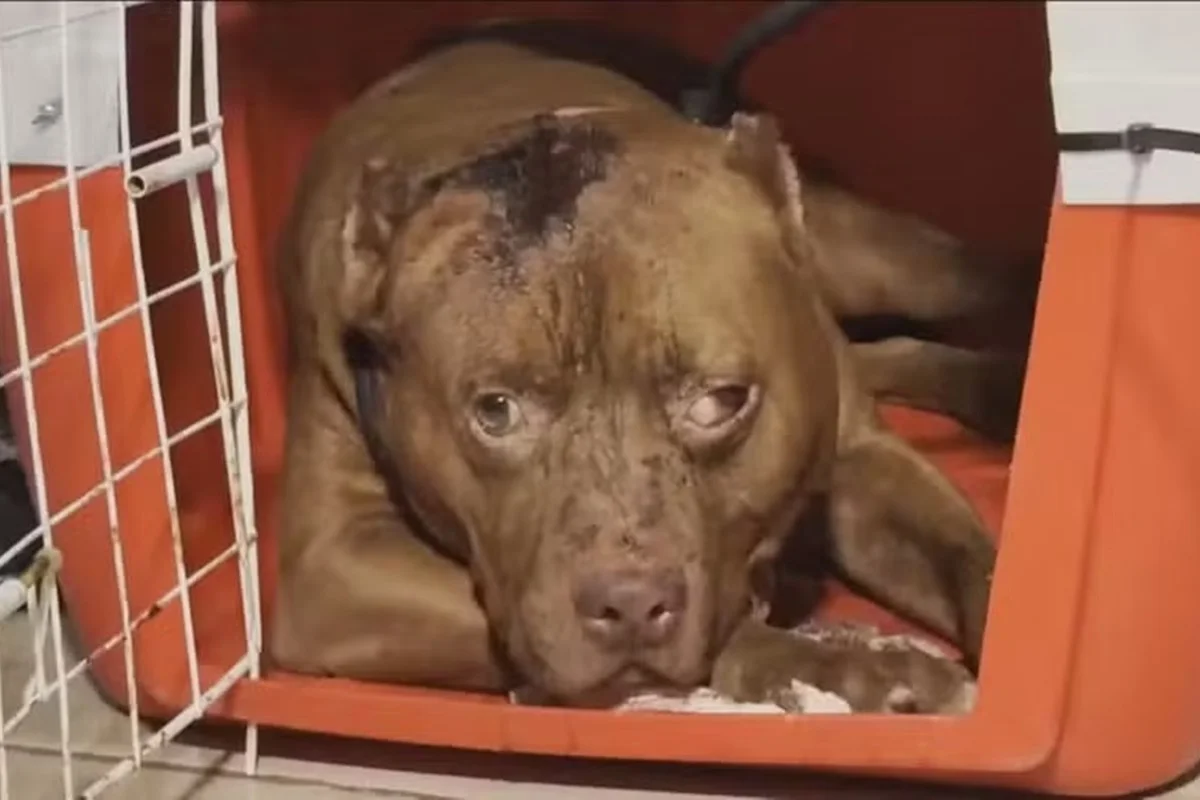 Criança de 3 anos morre após ataque de pitbull na zona oeste do Rio
