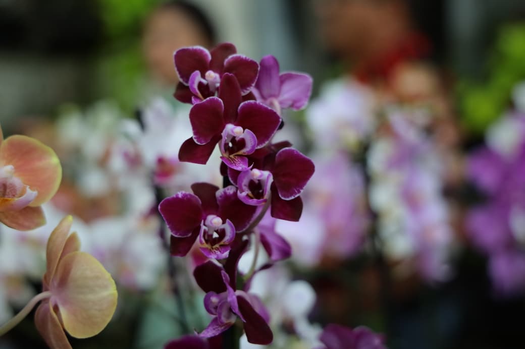 Exposição de Orquídeas e Rosas do Deserto em Aparecida celebra a primavera