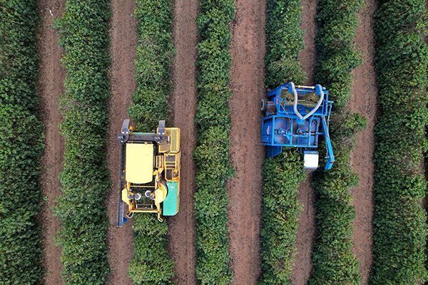 Florada precoce do café brasileiro pode antecipar nova safra