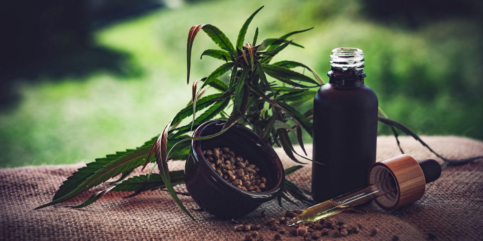 Regulamentação da cannabis medicinal no Brasil ainda enfrenta desafios, segundo associações