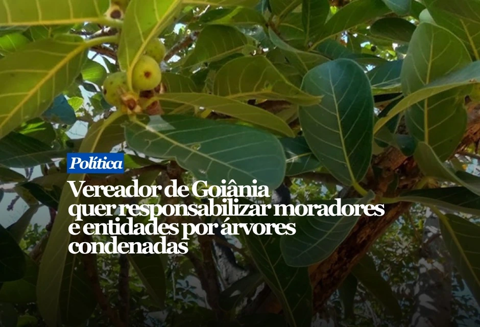 Um projeto apresentado na Câmara de Goiânia pelo vereador Tião Peixoto (PSDB) prevê responsabilização civil de pessoas, associações, entidades e agentes públicos que contribuírem para suspender ou atrasar a retirada de uma árvore tecnicamente condenada e, durante esse período, ocorrer queda com danos. A proposta surgiu após o prefeito Sandro Mabel (União Brasil) defender medida semelhante em meio à disputa sobre o corte de árvores na capital.