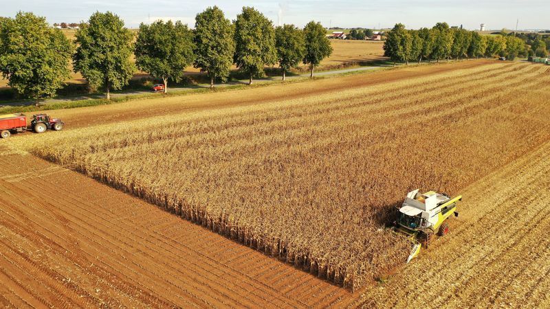 França reduz previsão da safra de milho para o menor nível em décadas