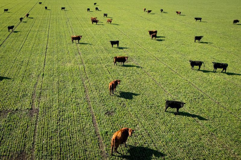 Governo brasileiro busca solução para suspensão de exportações de carne à UE
