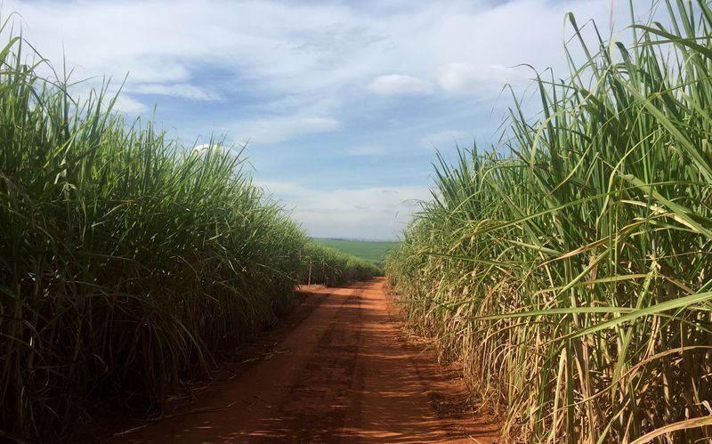 Previsão da DATAGRO indica aumento de 4,8% na moagem de cana no Centro-Sul