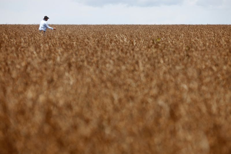 Projeção do USDA indica safra de soja de 184 milhões de toneladas no Brasil