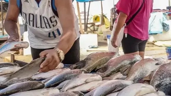 Seafood Show em São Paulo discute crescimento e exportações do setor pesqueiro brasileiro