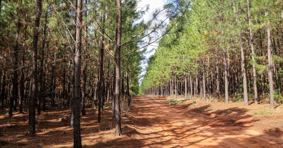 Setor de Papel e Celulose Aumenta Contribuição para Bioenergia no Brasil
