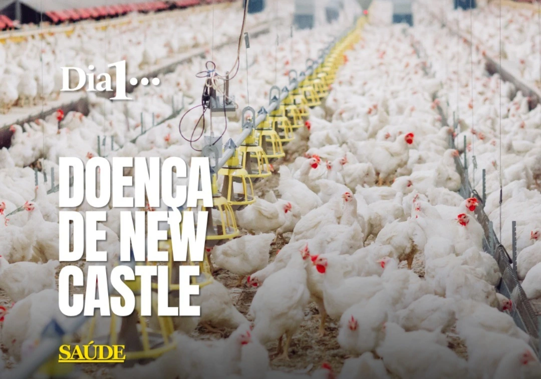 O Ministério da Agricultura confirmou um foco da doença de Newcastle, também conhecida como pseudopeste aviária, em uma granja com aproximadamente 6 mil perus em Nova Itaberaba, no oeste de Santa Catarina. A confirmação ocorreu no domingo (18). A doença é causada por um vírus altamente contagioso entre aves, capaz de provocar dificuldades respiratórias, alterações neurológicas e elevada mortalidade. Em humanos, a infecção é rara e geralmente provoca sintomas leves, como conjuntivite, principalmente em pessoas que mantêm contato direto com aves infectadas.